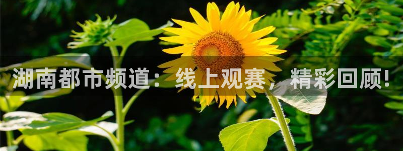 857ty体育直播：湖南都市频道：线上观赛，精彩回顾!